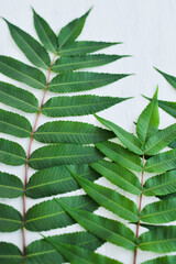 Green tropical leaves laying on the white background