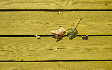 tree leaf closeup on pale painted wooden planks background