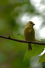 Juvenile American Goldfinch perched on a branch