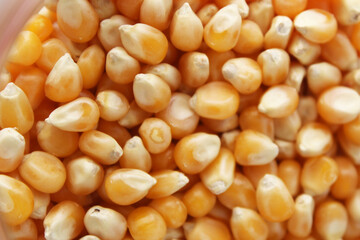 Dry Corn Kernels Texture background