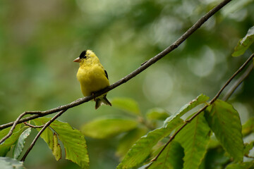 Male American Goldfinch starting to molt