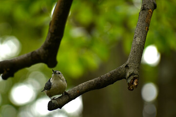 Female White-breasted Nuthatch on a branch