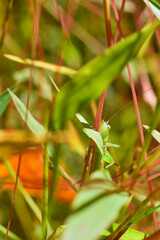A Meadow Katydid clinging to a plant stem