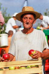 Senior Farmer in Straw Hat Carrying Apples In Wooden Crate