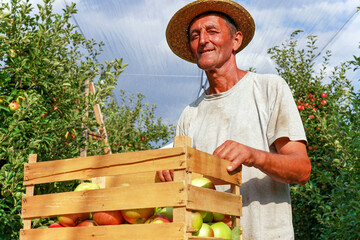 Portrait of a Wrinkled and Expressive Senior Farmer  With Apples In Wooden Crate