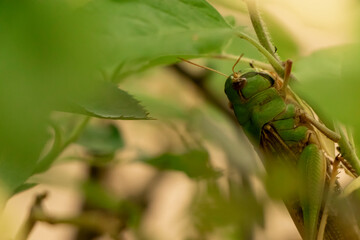 Grasshopper talking camouflage in green leaves