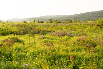 Fototapeta premium Marshy Wilderness Covered in Wildflowers