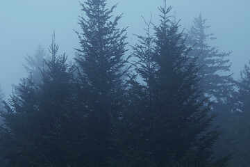 Mist at the top of the Blue Ridge Mountains forest