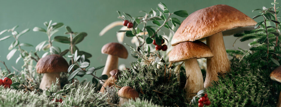 Brown boletus edulis mushroom growing in autumn green moss with red lingonberry, green grass. Autumn harvest concept. Porcini, cep mushrooms. Copy space. Organic forest food