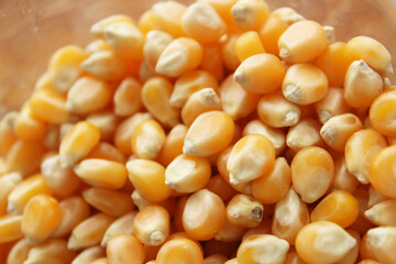 Dry Corn Kernels Texture background