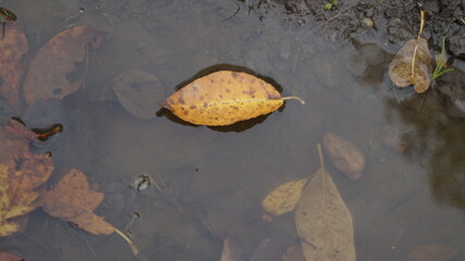 autumn leaves on the water