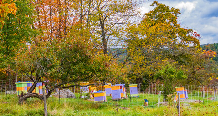 solar powered electric fence protect brightly painted bee hives from bears
