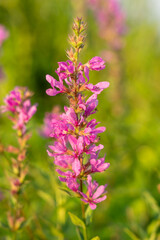 Swamp and Wetland Wildflowers