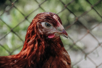 portrait of a chicken
