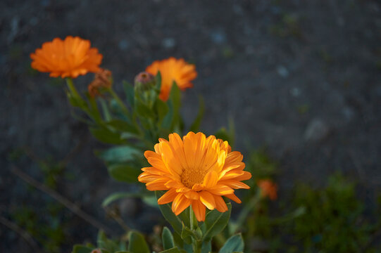 Flor