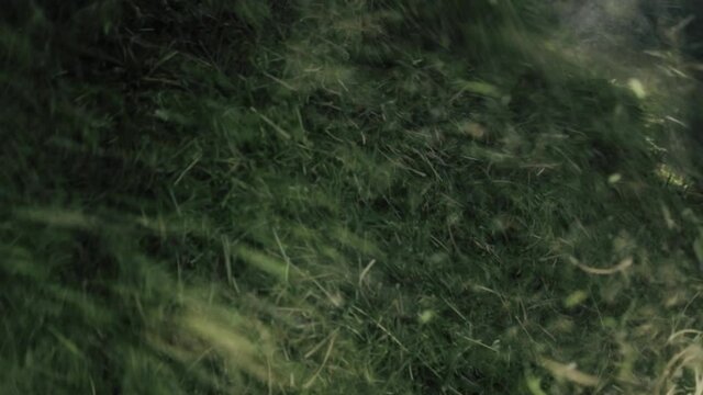 Close up shot of freshly cut green grass falling from mower into wheelbarrow and flying on wind. Hands of haymaker evenly distributing cut grass.
