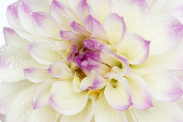 Obraz na płótnie Canvas White purple dahlia flower close up texture . macro flower background top view. Minimal floral card. Poster