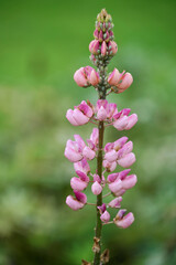 pink farbige Lupine, Lupinus Blume in Blüte, Ordnung der Eurosiden I