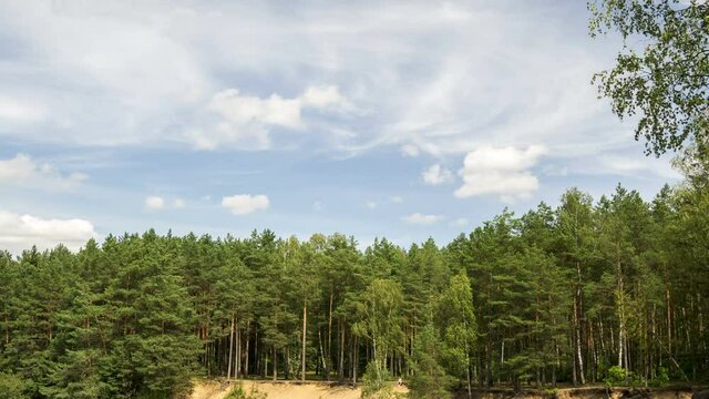 Summer pine-tree forest in a midland of Europe, time-lapse