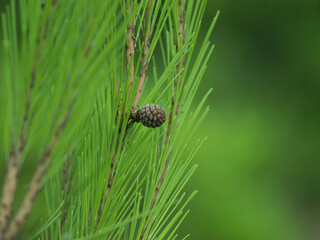 Macro from pine and pine cones on green background. Beautiful soft bokeh. Minimal natural concept. Forest and outdoor view.
