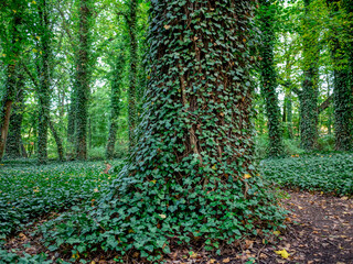 A trees limb entwined with common ivy. (Hedera helix)