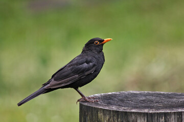 Blackbird on the stump