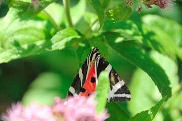 Euplagia quadripunctaria, the Jersey tiger, is a day-flying moth of the family Erebidae