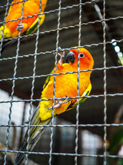 Parrot bird in zoo