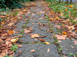 Golden leafs in the walkside in the autumn.