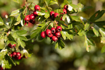 red berries on a branch