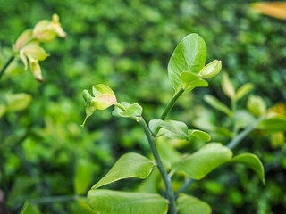  green leaves on tree 