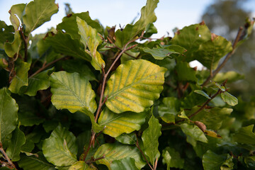 leaves of a tree