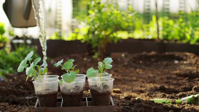 Plant broccoli in the ground