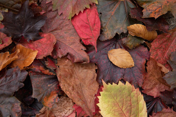 fall leaves in many colors