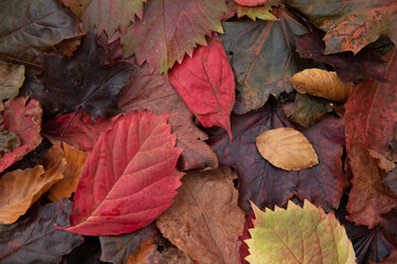 leaves in many colors in the fall