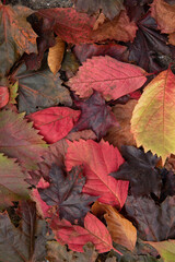 fall leaves in many colors