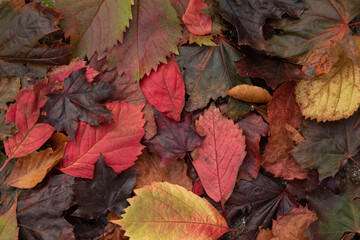 leaves in many colors in the fall
