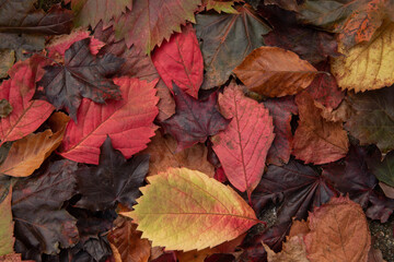 fall leaves in many colors