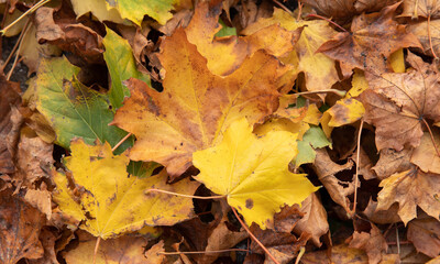 fall leaves in many colors