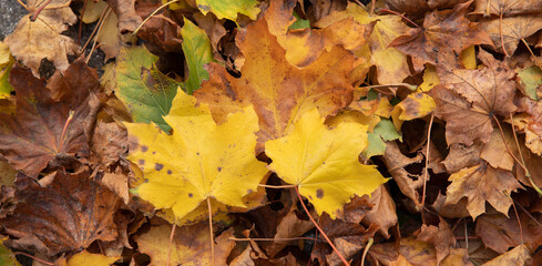fall leaves in many colors