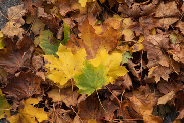 leaves in many colors in the fall