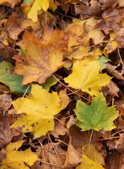 Naklejka na ściany i meble fall leaves in many colors