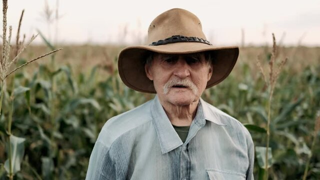 Portrait of a Senior adult farmer in hat in a field of corn looking at the camera and smiling at sunset. Face Happy Farmer Worker summer nature Farming Real people Concept