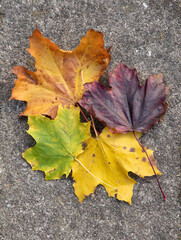 fall leaves in many colors