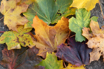 Fototapeta na wymiar leaves in many colors in the fall