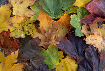 fall leaves in many colors