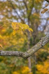 The lonely, yellow leaf.
