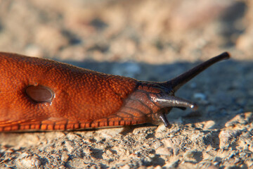 Red snail also slug ( Arion rufus ) on a stone path, photographed from the side, macro shot. Germany, Europe.