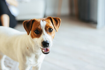 Adorable puppy Jack Russell Terrier at home, looking at the camera.