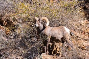 Bighorn Sheep in Waterton Canyon Autumn